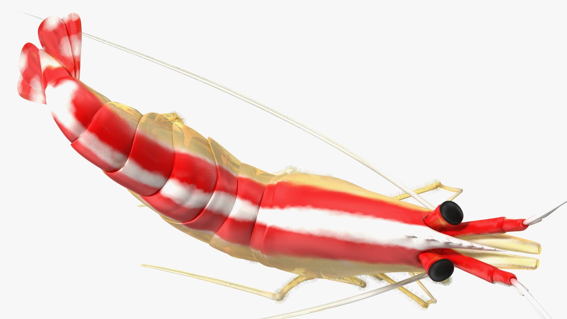 Pacific Cleaner Shrimp Fur model https://p.turbosquid.com/ts-thumb/6u/liVRrU/Yf/pacificcleanershrimpfur3dsmodel008/jpg/1655514160/1920x1080/fit_q87/4cde926a1cba1cf30da57abed82b716c368f4fa9/pacificcleanershrimpfur3dsmodel008.jpg