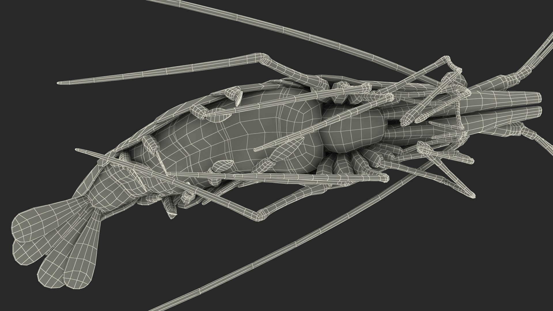 Pacific Cleaner Shrimp Fur model https://p.turbosquid.com/ts-thumb/6u/liVRrU/dt/pacificcleanershrimpfur3dsmodel022/jpg/1655514204/1920x1080/fit_q87/975554681e4b8f3f1da79e21af60a1250036f218/pacificcleanershrimpfur3dsmodel022.jpg