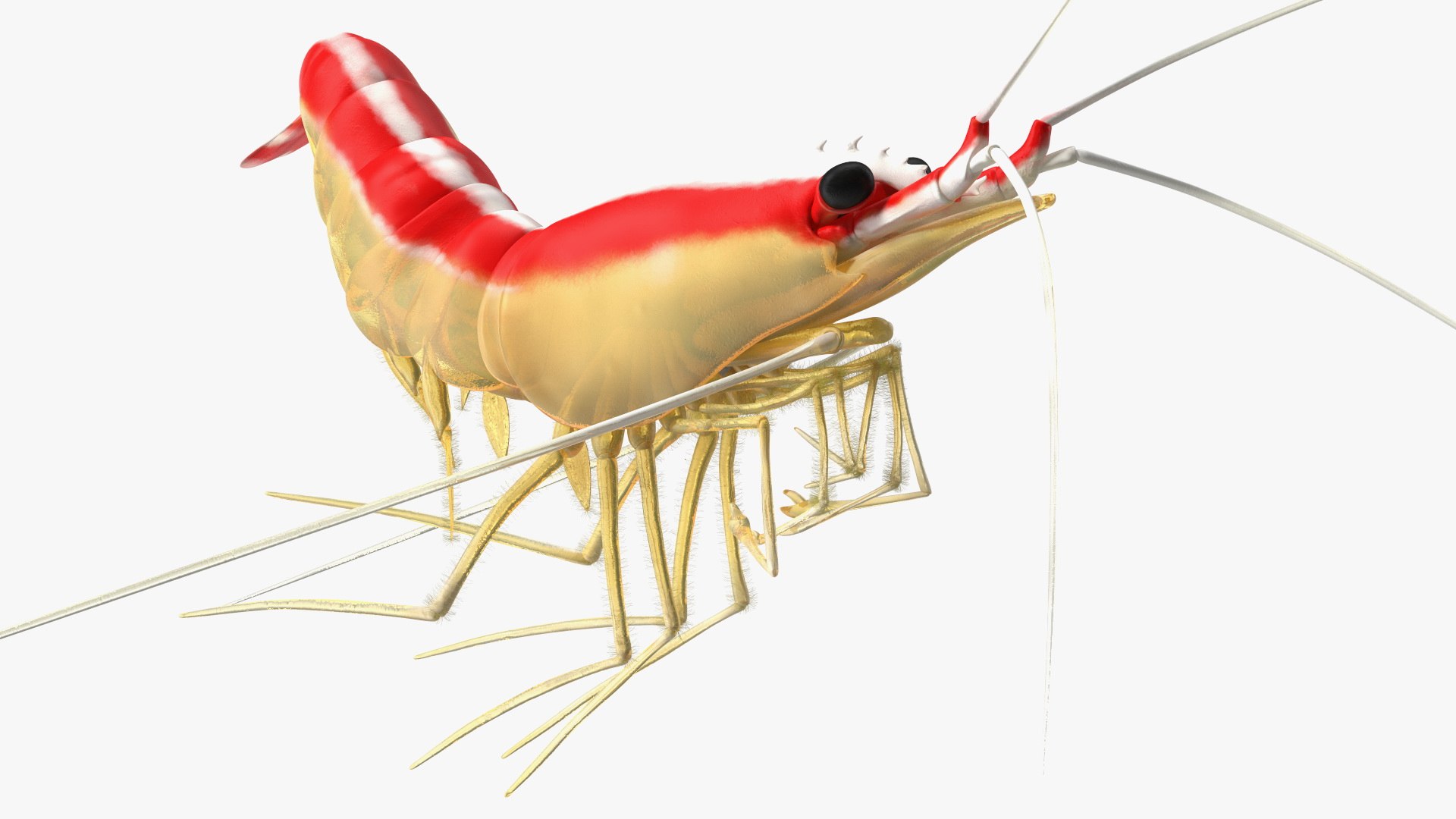 Pacific Cleaner Shrimp Fur model https://p.turbosquid.com/ts-thumb/6u/liVRrU/dy/pacificcleanershrimpfur3dsmodel010/jpg/1655514166/1920x1080/fit_q87/c480874239eae6fe2ed3df5817cd37adacbde6ee/pacificcleanershrimpfur3dsmodel010.jpg