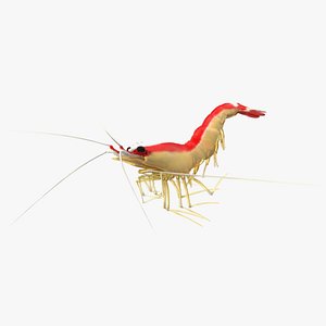 Pacific Cleaner Shrimp Fur