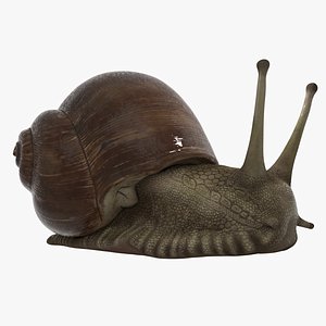 3D Snail model