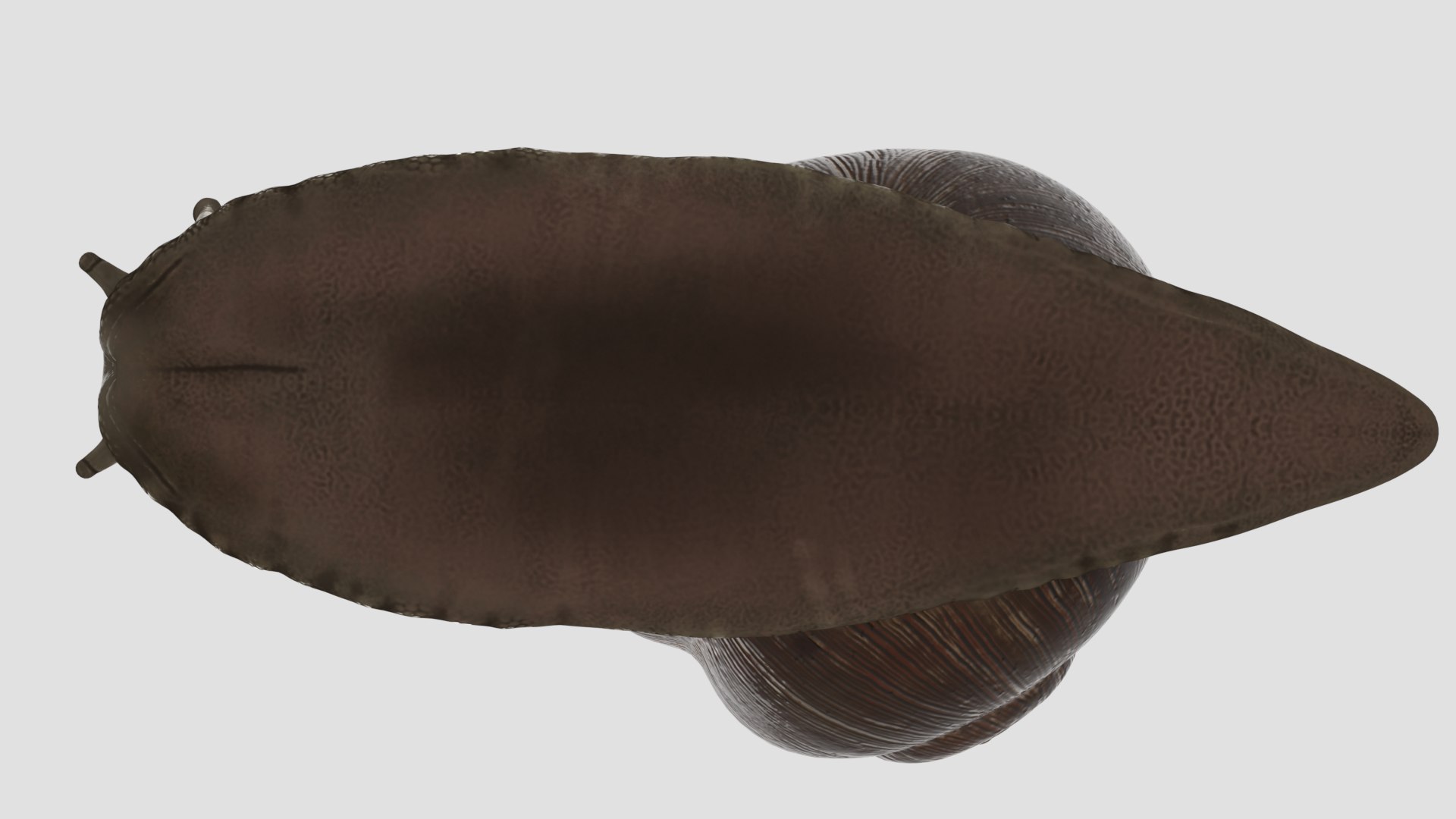 3D Snail Model - TurboSquid 1781627