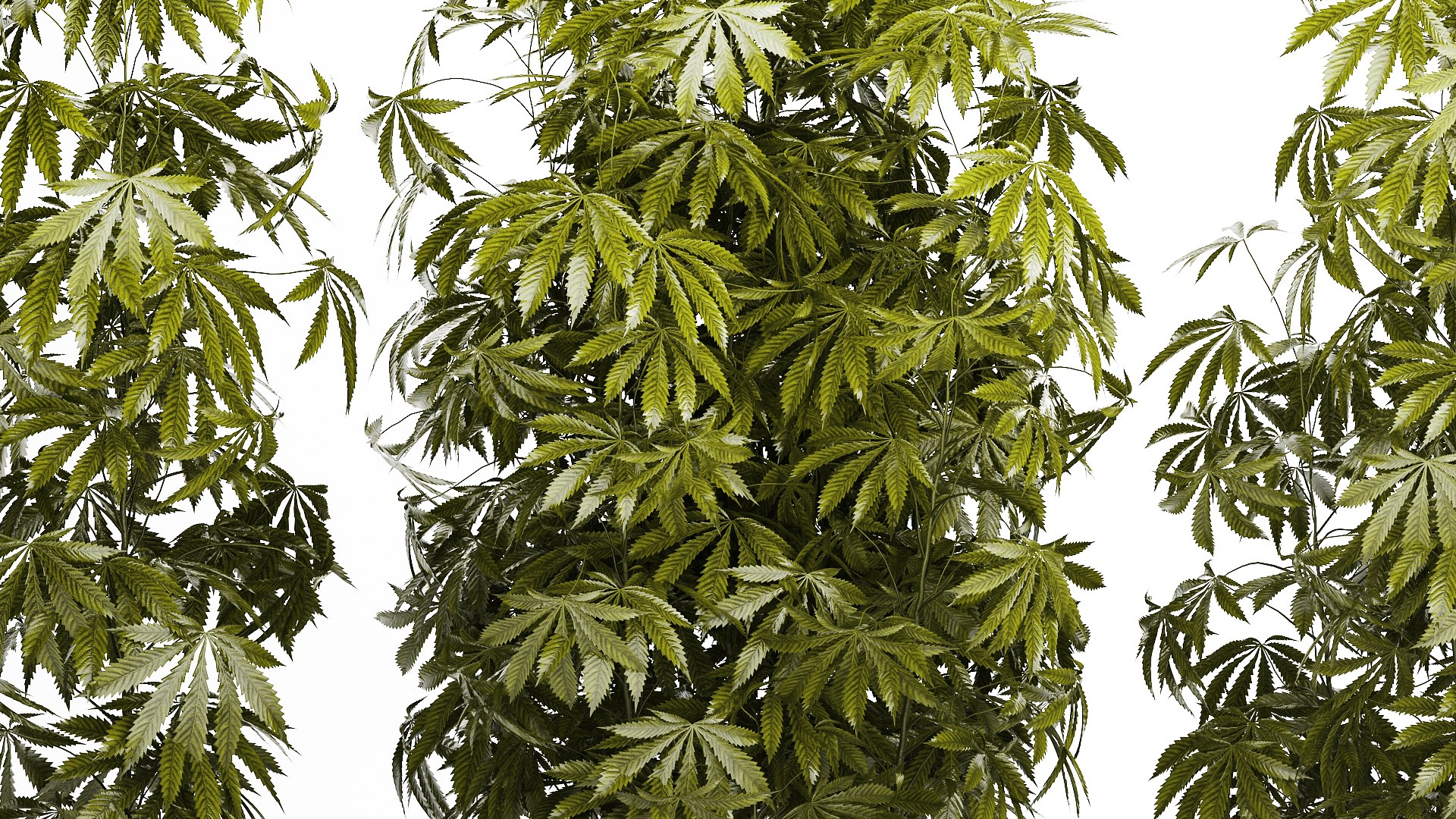 3D model Collection bushes Garden Hemp Marijuana Cannabis Set 1488 https://p.turbosquid.com/ts-thumb/6u/qfPQbN/5p/1cannabis250807/jpg/1756303229/1920x1080/fit_q87/784e5b636abcd17eab52a7bff3856e04941c626d/1cannabis250807.jpg