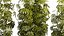 Collection bushes Garden Hemp Marijuana Cannabis Set 1488