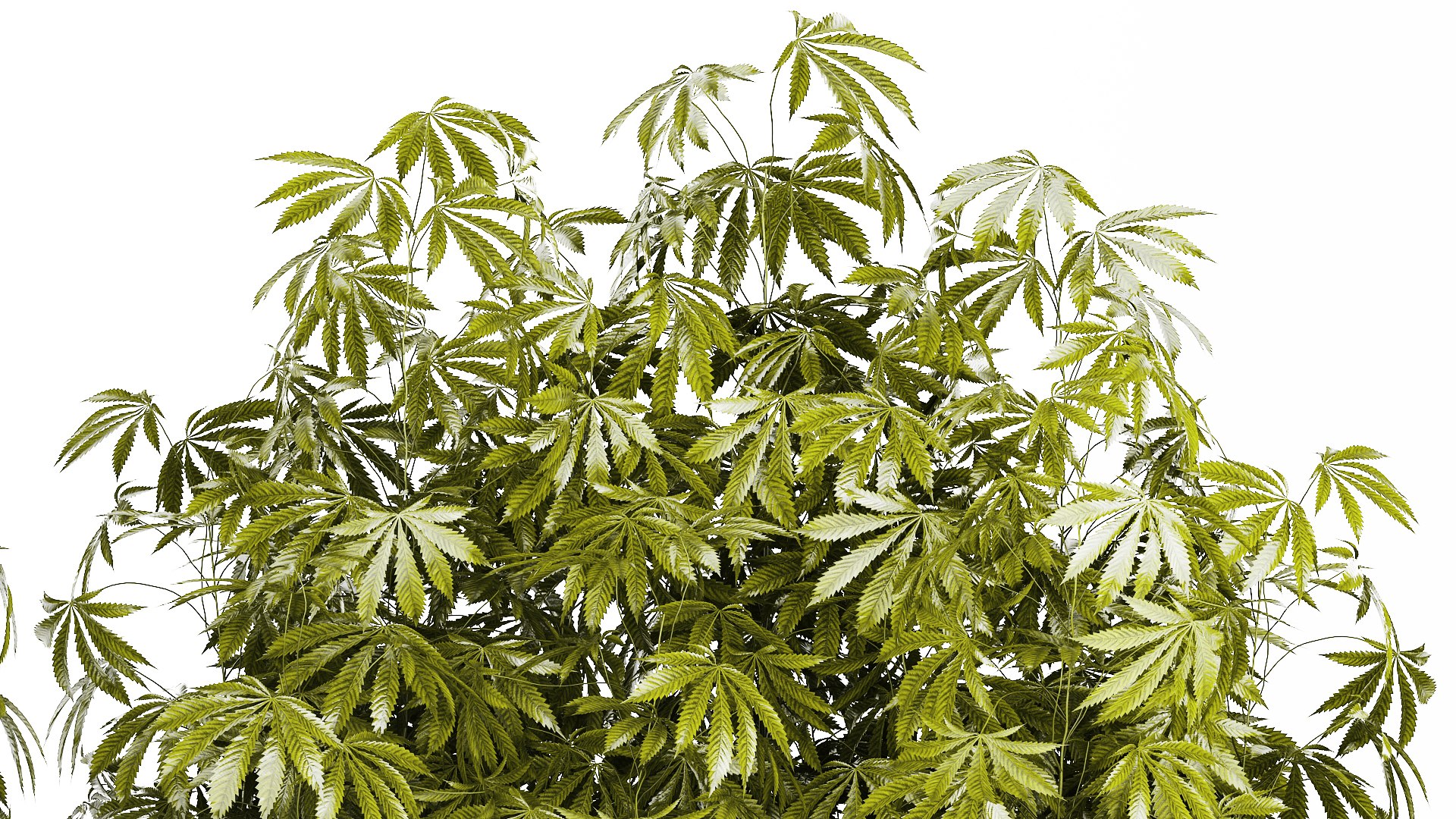 3D model Collection bushes Garden Hemp Marijuana Cannabis Set 1488 https://p.turbosquid.com/ts-thumb/6u/qfPQbN/OM/1cannabis250805/jpg/1756303228/1920x1080/fit_q87/faadea1aabb7e68be4ef205da11d772cbdaab77f/1cannabis250805.jpg