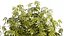 Collection bushes Garden Hemp Marijuana Cannabis Set 1488