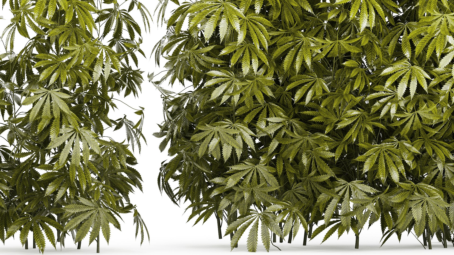 3D model Collection bushes Garden Hemp Marijuana Cannabis Set 1488 https://p.turbosquid.com/ts-thumb/6u/qfPQbN/Wg/1cannabis250806/jpg/1756303227/1920x1080/fit_q87/b2c2857eef76589bb78b58e718c3d08705c3cd6d/1cannabis250806.jpg