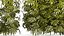 Collection bushes Garden Hemp Marijuana Cannabis Set 1488
