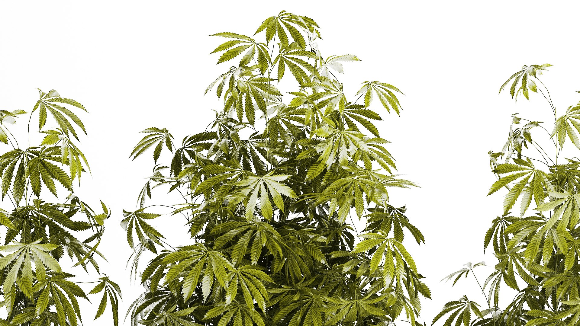 3D model Collection bushes Garden Hemp Marijuana Cannabis Set 1488 https://p.turbosquid.com/ts-thumb/6u/qfPQbN/bb/1cannabis250804/jpg/1756303226/1920x1080/fit_q87/4dbe070e7b9274fafa7685572439a53e06b7b2cb/1cannabis250804.jpg