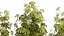 Collection bushes Garden Hemp Marijuana Cannabis Set 1488