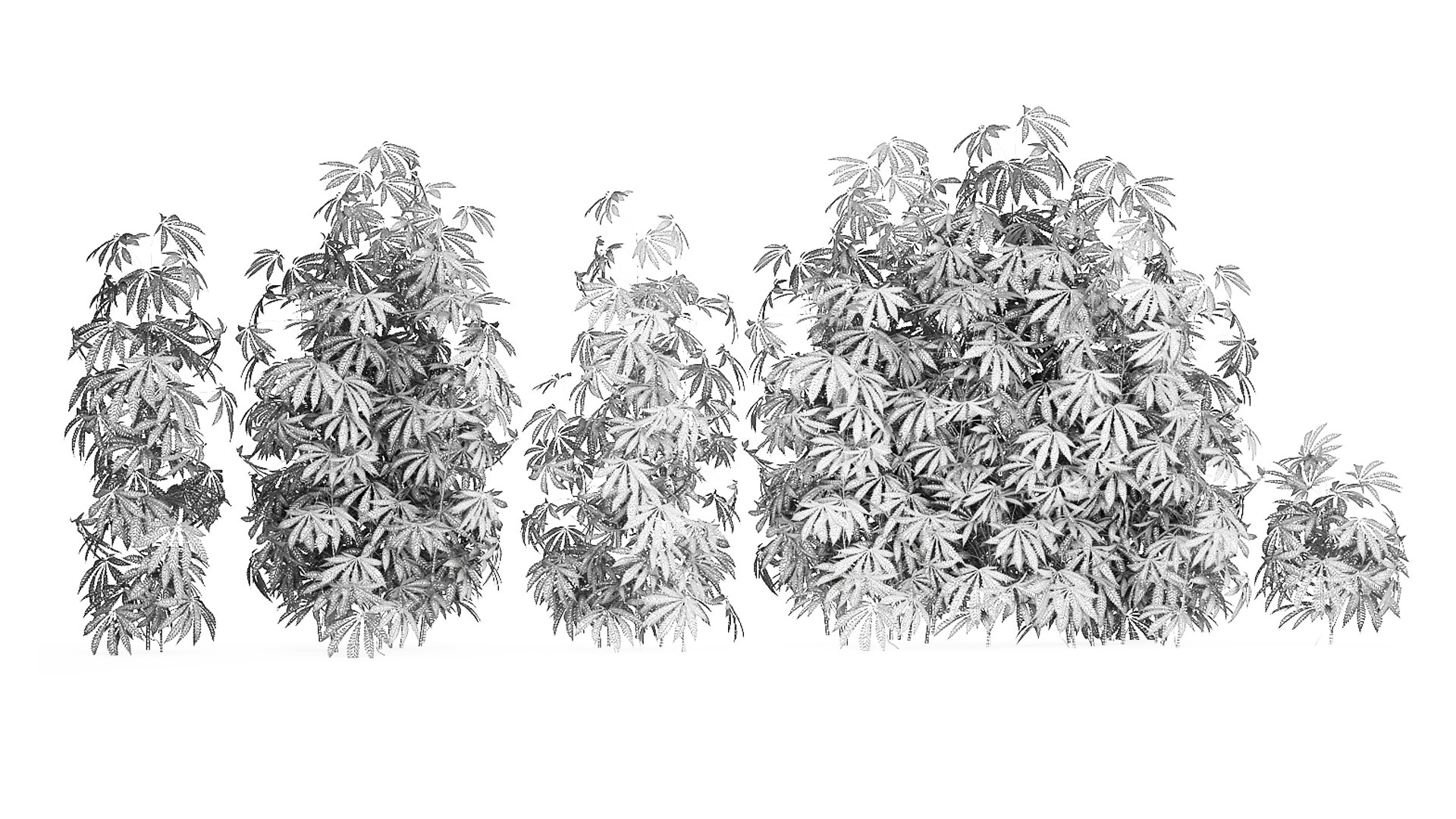 3D model Collection bushes Garden Hemp Marijuana Cannabis Set 1488 https://p.turbosquid.com/ts-thumb/6u/qfPQbN/g7/1cannabis250809/jpg/1756303229/1920x1080/fit_q87/02769d962ea3bee50c2e713dc92c018991c1a78d/1cannabis250809.jpg