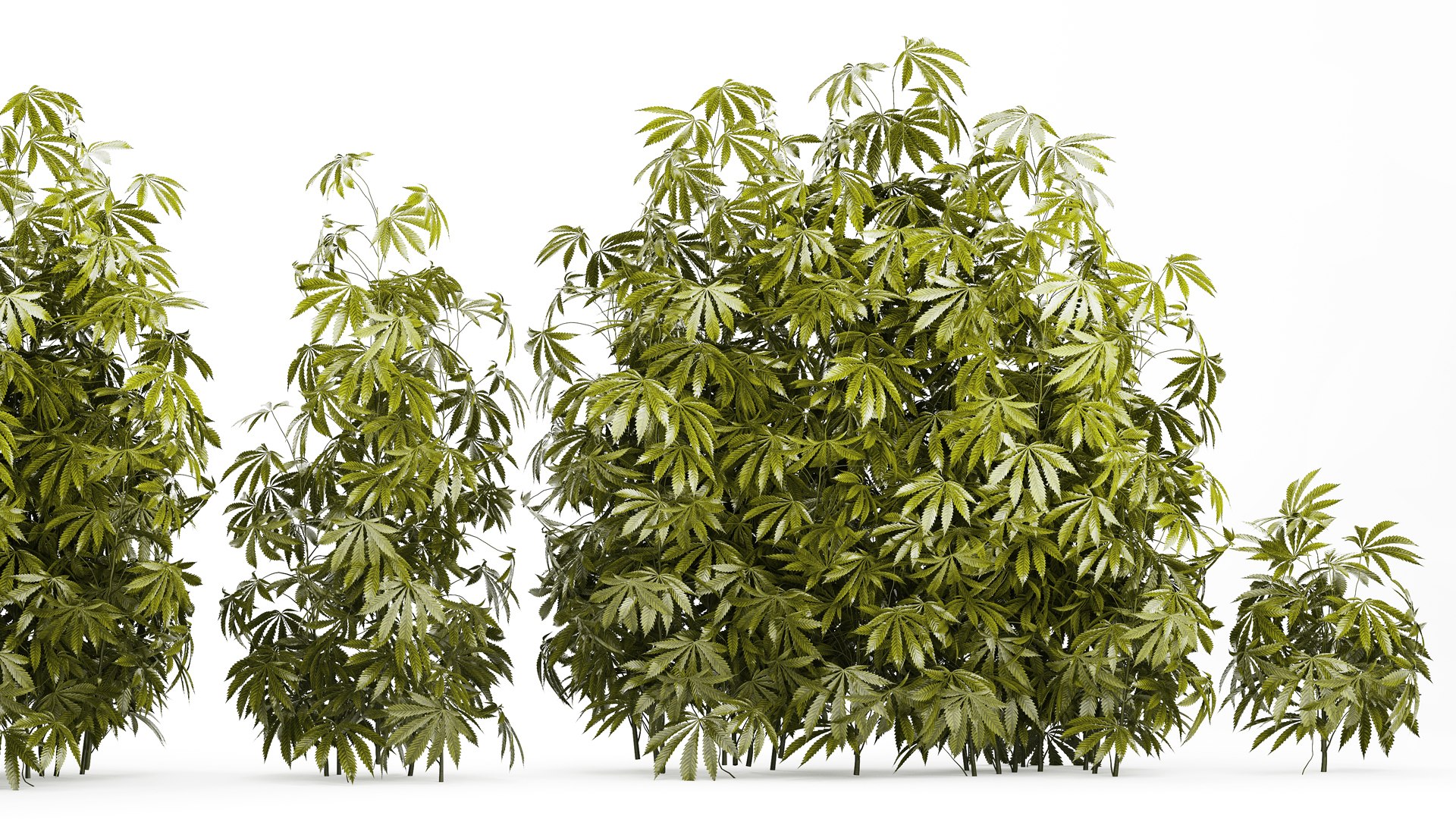 3D model Collection bushes Garden Hemp Marijuana Cannabis Set 1488 https://p.turbosquid.com/ts-thumb/6u/qfPQbN/np/1cannabis250808/jpg/1756303229/1920x1080/fit_q87/60c9321a197e21d6deaf52bb34b1799268d747e0/1cannabis250808.jpg