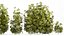Collection bushes Garden Hemp Marijuana Cannabis Set 1488