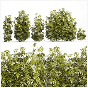 3D model Collection bushes Garden Hemp Marijuana Cannabis Set 1488