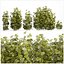 Collection bushes Garden Hemp Marijuana Cannabis Set 1488