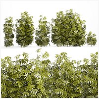 Collection bushes Garden Hemp Marijuana Cannabis Set 1488