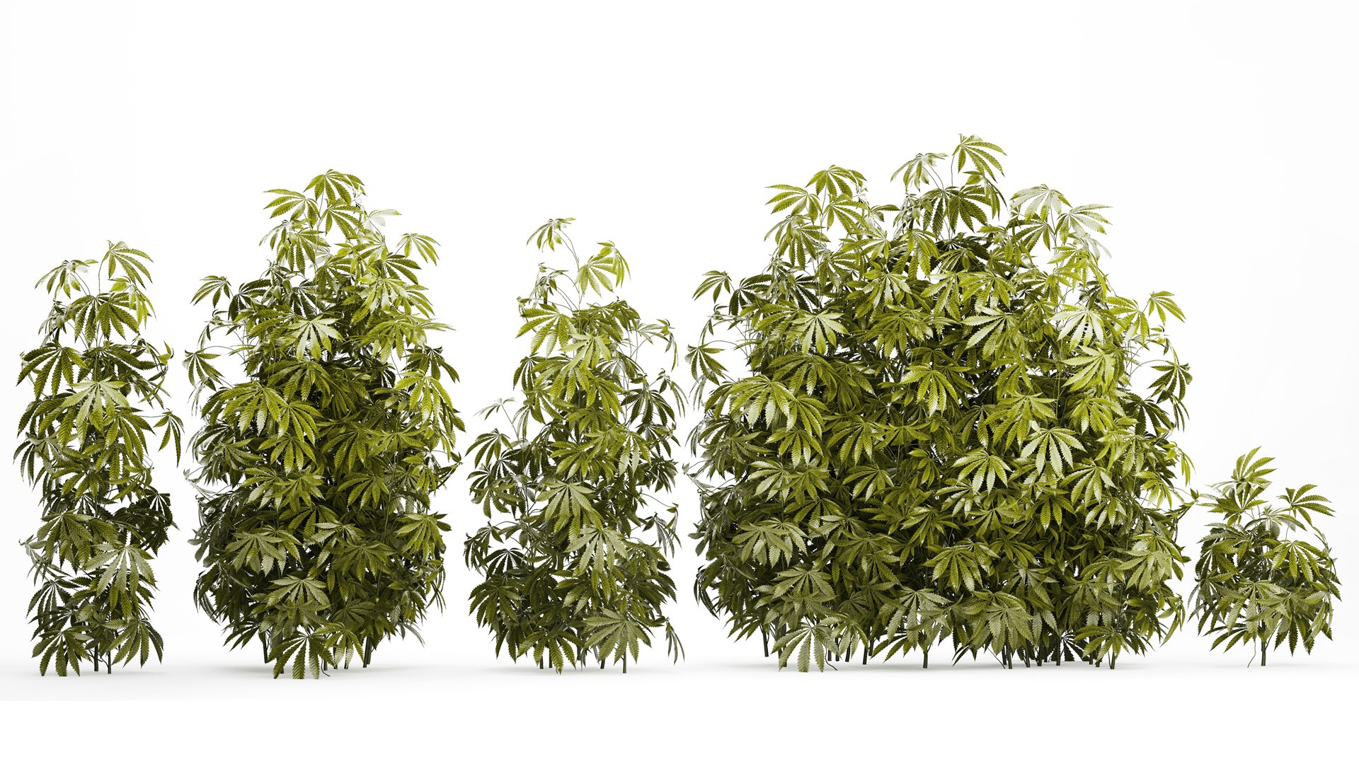 3D model Collection bushes Garden Hemp Marijuana Cannabis Set 1488 https://p.turbosquid.com/ts-thumb/6u/qfPQbN/sz/1cannabis250803/jpg/1756303226/1920x1080/fit_q87/6afdacae98e6570ac92954f13b574fac8c01a123/1cannabis250803.jpg