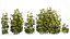 Collection bushes Garden Hemp Marijuana Cannabis Set 1488