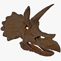 Triceratops Skull Fossil