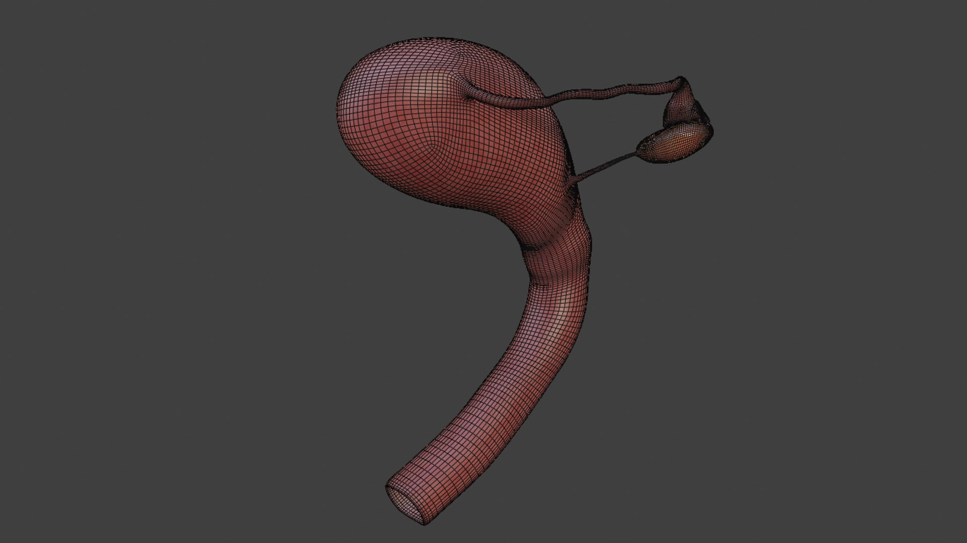 3D female reproductive model https://p.turbosquid.com/ts-thumb/6u/rYdV4E/0G8sCzOe/capturadepantallade20200302200813/png/1586752923/1920x1080/fit_q87/eef8a54cac065f5a85d415498e077266319dc764/capturadepantallade20200302200813.jpg