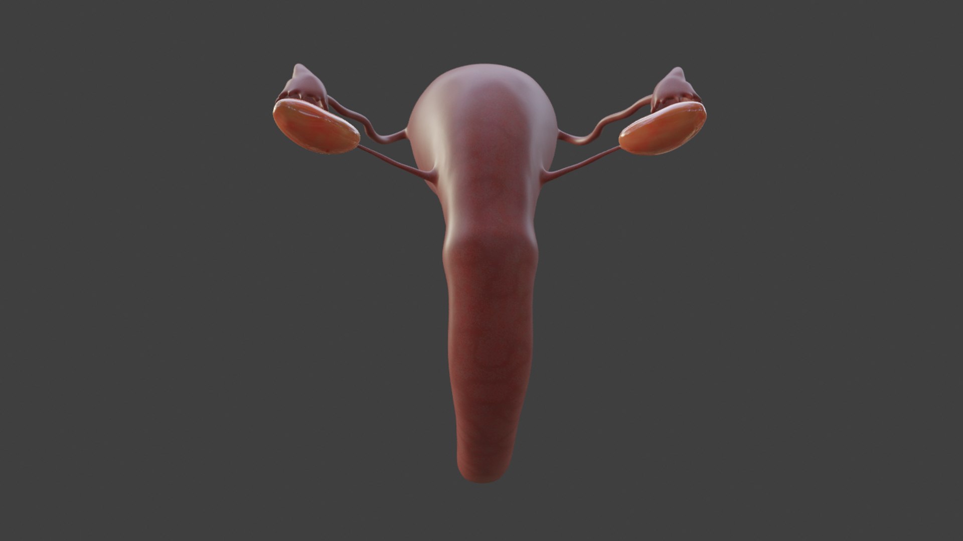3D female reproductive model https://p.turbosquid.com/ts-thumb/6u/rYdV4E/BMdHVHOM/capturadepantallade20200302200706/png/1586752625/1920x1080/fit_q87/2f6f1cf50d7df0a075737251a33ecb17d0941938/capturadepantallade20200302200706.jpg