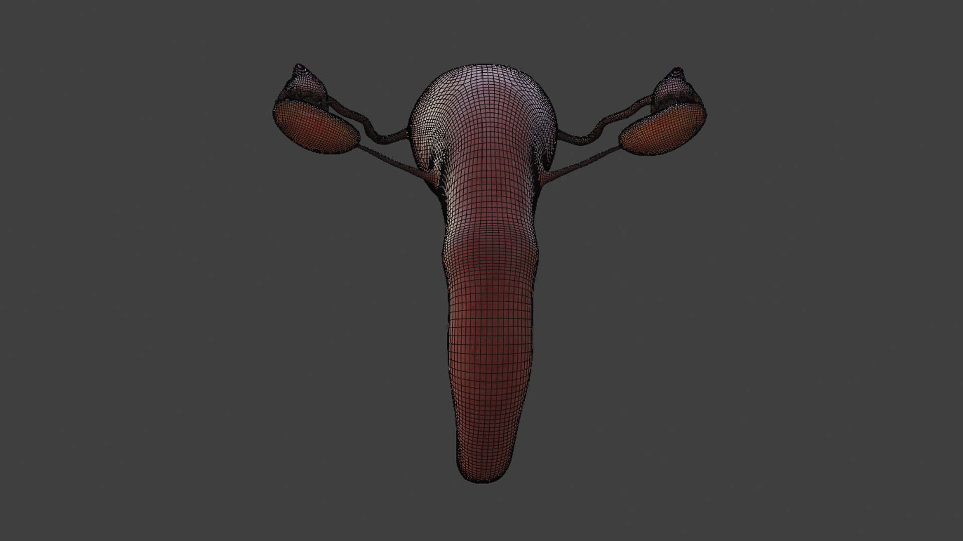 3D female reproductive model https://p.turbosquid.com/ts-thumb/6u/rYdV4E/E9EFBsv0/capturadepantallade20200302200729/png/1586752787/1920x1080/fit_q87/12c9a9c09791e44763ae30c8b902180ea20d05c0/capturadepantallade20200302200729.jpg
