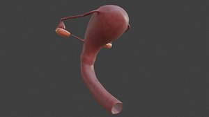 Female Reproductive System