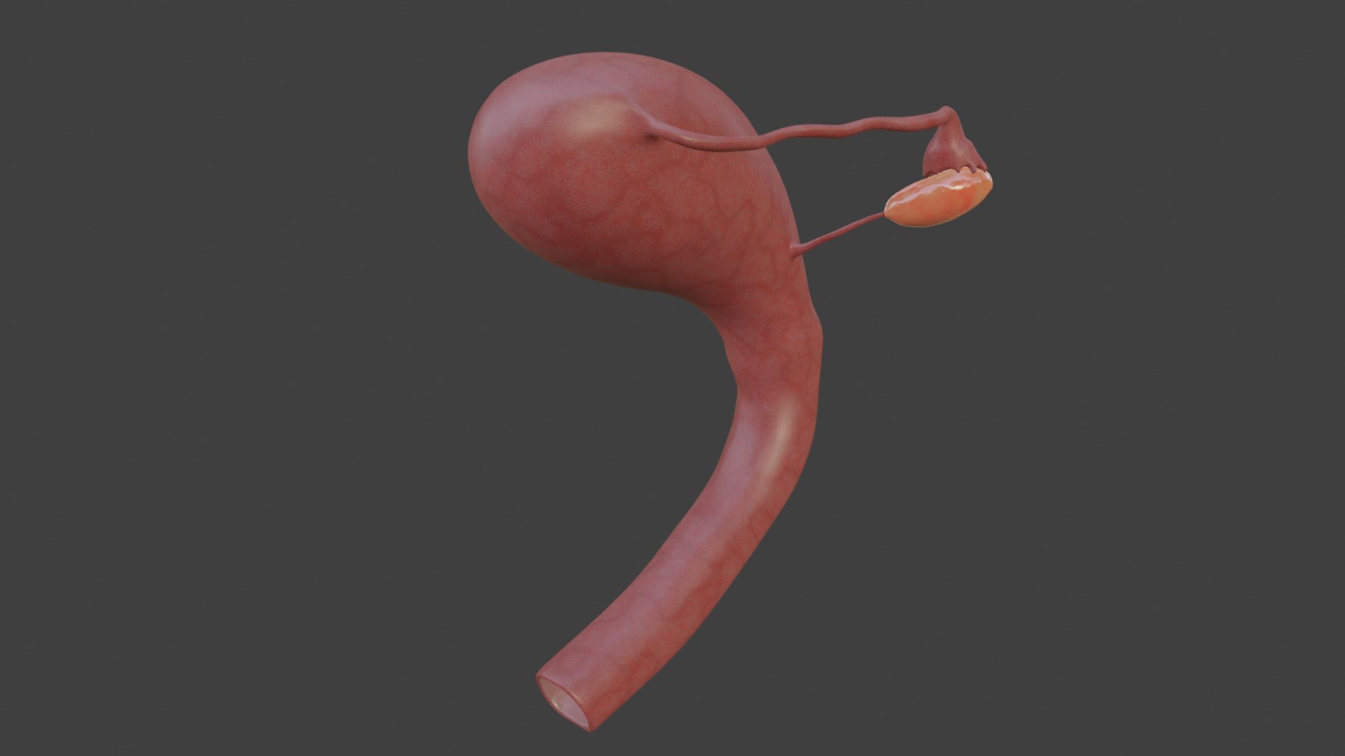 3D female reproductive model https://p.turbosquid.com/ts-thumb/6u/rYdV4E/IWda3iGP/capturadepantallade20200302200746/png/1586752805/1920x1080/fit_q87/0d9c433af96b2b61a100dd8b4bad53345bbac1c3/capturadepantallade20200302200746.jpg