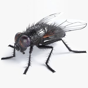 3D realistic housefly