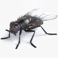 Realistic Fly