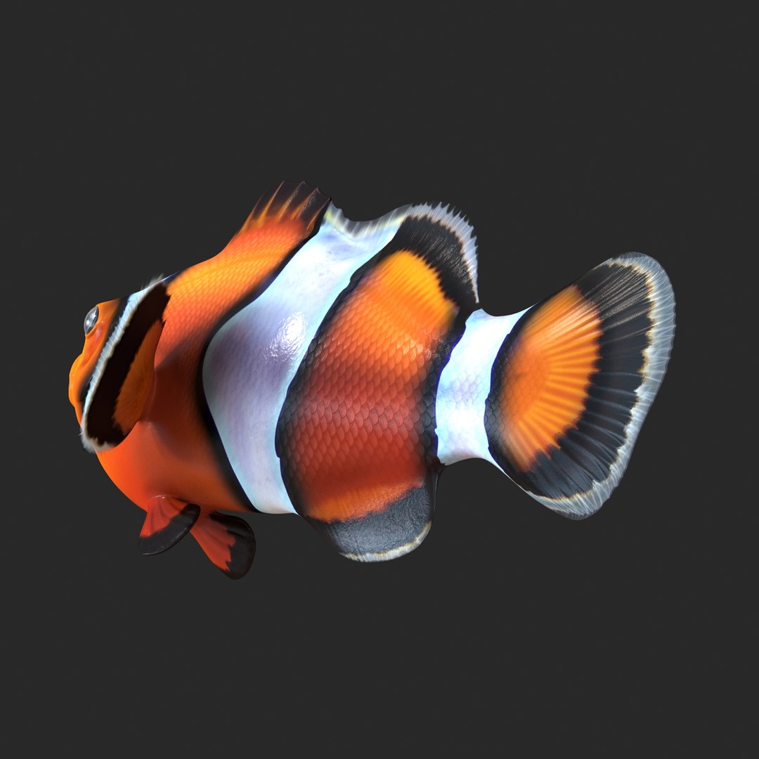 3d clownfish rigged model https://p.turbosquid.com/ts-thumb/6u/zYojOC/2rgwlFK7/clownfishriggedmaya3dmodel09/jpg/1479039398/1920x1080/fit_q87/0bf67a31e17f7d532db2b82714c7e2278502cdff/clownfishriggedmaya3dmodel09.jpg