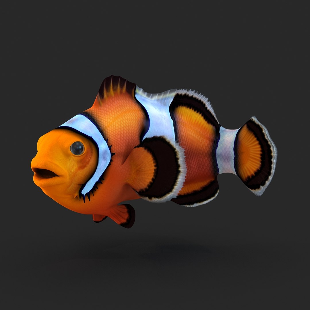 3d clownfish rigged model https://p.turbosquid.com/ts-thumb/6u/zYojOC/7JjEgDyr/clownfishriggedmaya3dmodel11/jpg/1479039398/1920x1080/fit_q87/5ea255fd43a6cacec6293fde6cd0b676bd07b6a5/clownfishriggedmaya3dmodel11.jpg