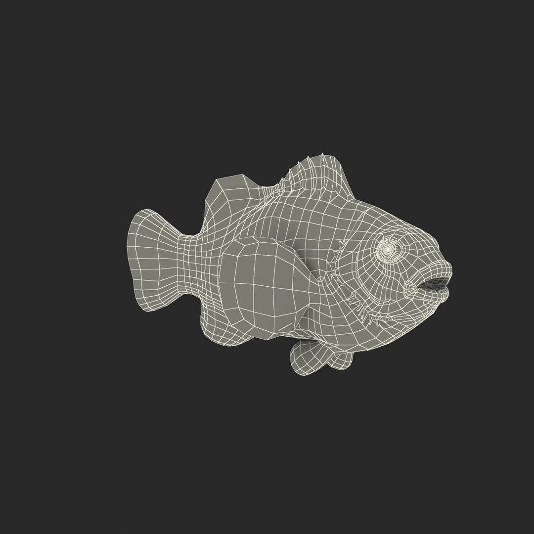 3d clownfish rigged model https://p.turbosquid.com/ts-thumb/6u/zYojOC/UxK72cc0/clownfish_rigged_361/jpg/1479039567/1920x1080/turn_fit_q99/ded2764d4322a42339eba3ea26ff4494b7162d06/clownfish_rigged_361-1.jpg