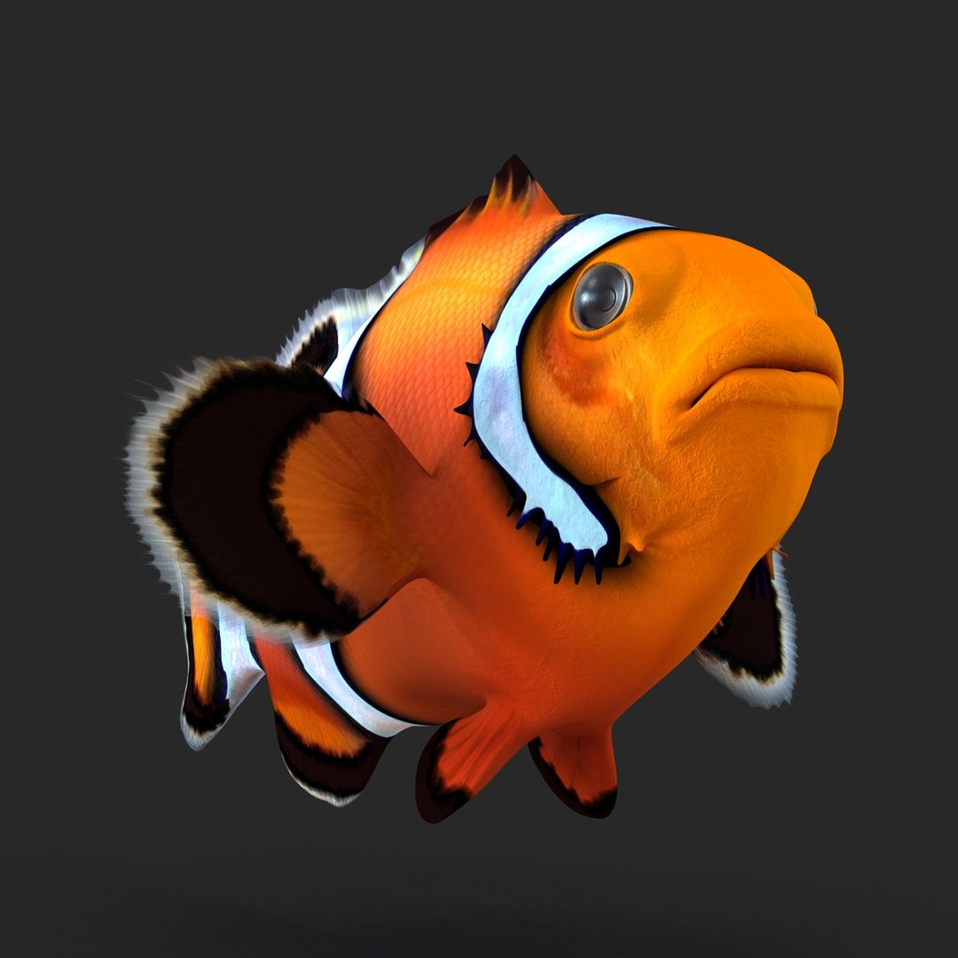 3d clownfish rigged model https://p.turbosquid.com/ts-thumb/6u/zYojOC/pgcBIlZI/clownfishriggedmaya3dmodel10/jpg/1479039398/1920x1080/fit_q87/5c1f4c41d1582c13a6699b542cc037c7d5da0dfe/clownfishriggedmaya3dmodel10.jpg
