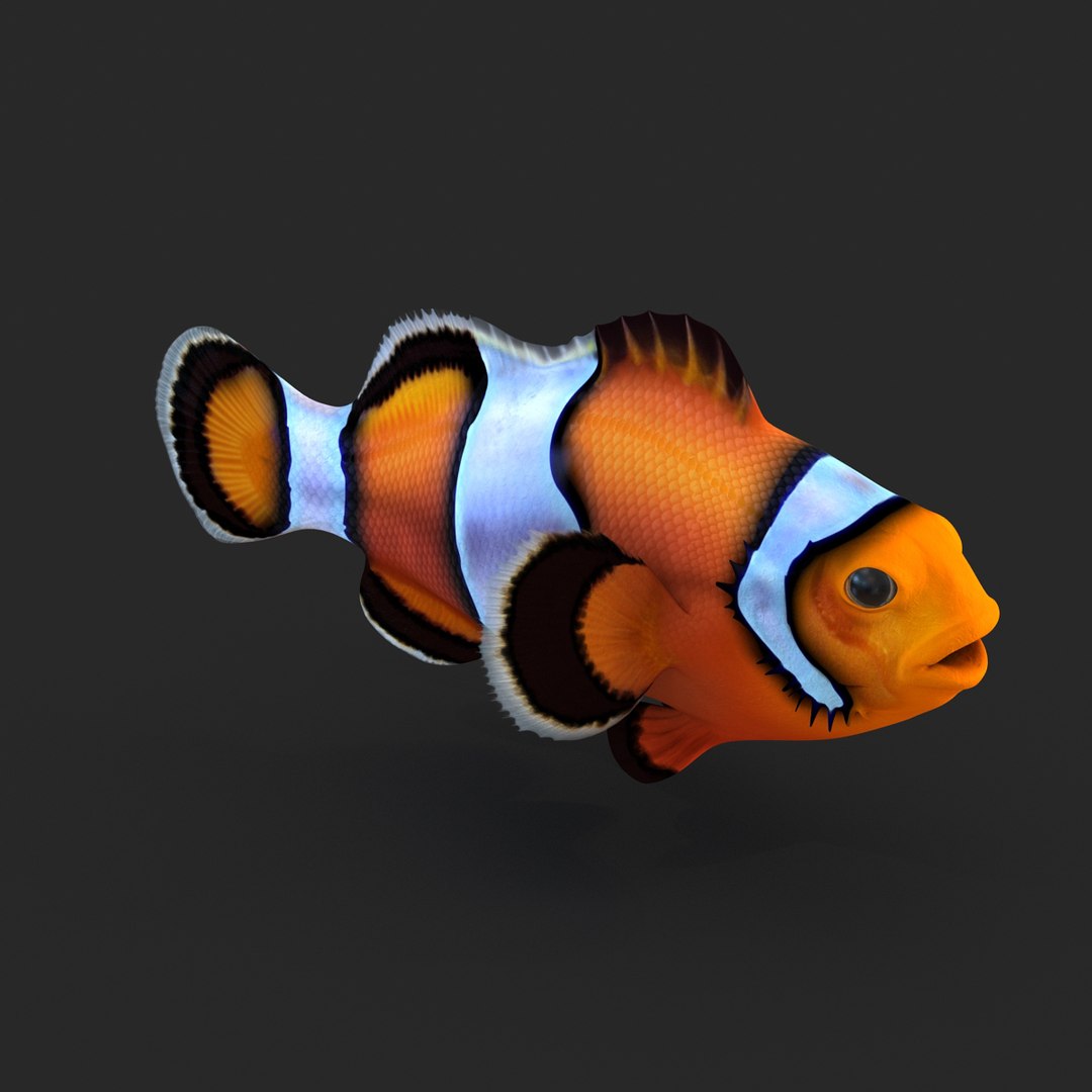 3d clownfish rigged model https://p.turbosquid.com/ts-thumb/6u/zYojOC/t3uLj7El/clownfishriggedmaya3dmodel02/jpg/1479039398/1920x1080/fit_q87/56735d39d86d423cce010de3374f8e4e819d5a62/clownfishriggedmaya3dmodel02.jpg
