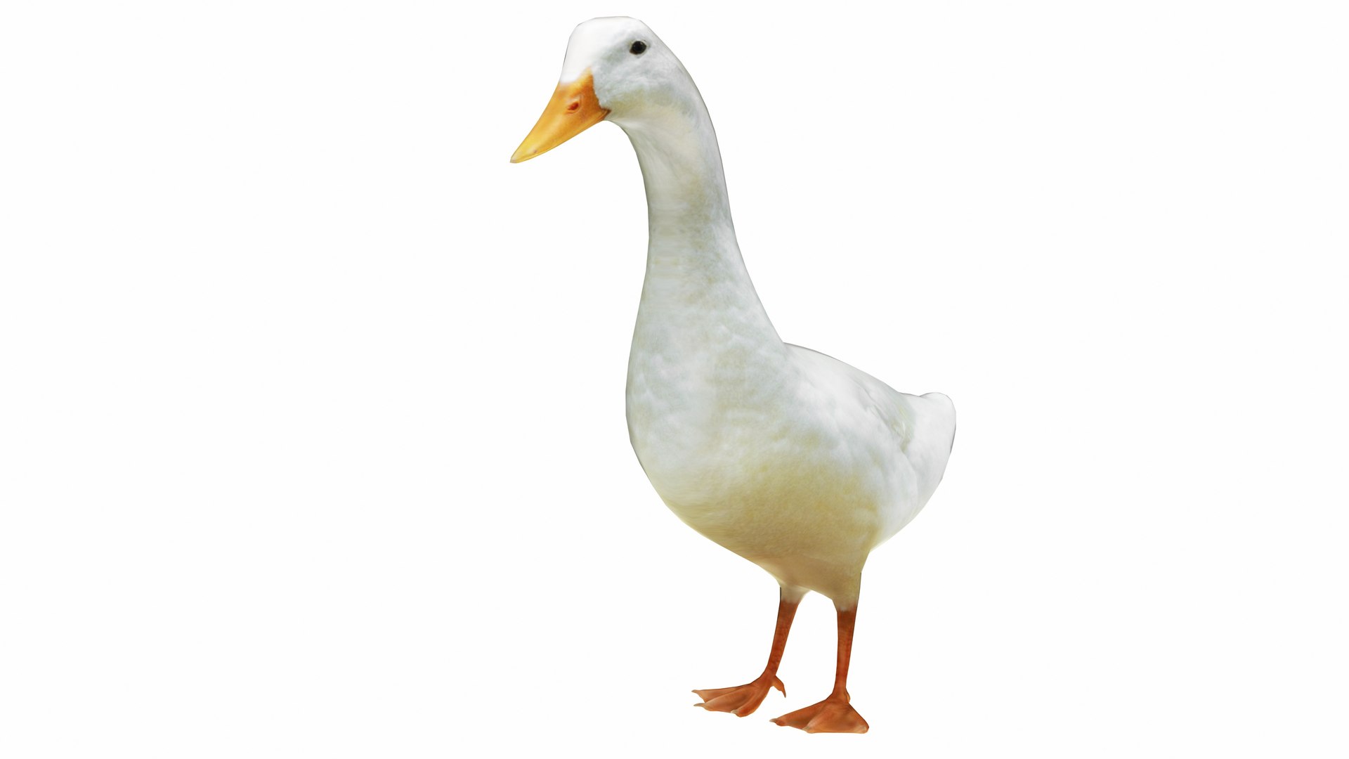 Goose 3D Model - TurboSquid 2329529