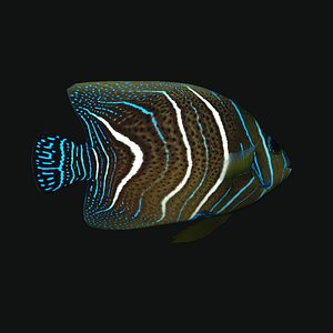3D model koran angelfish