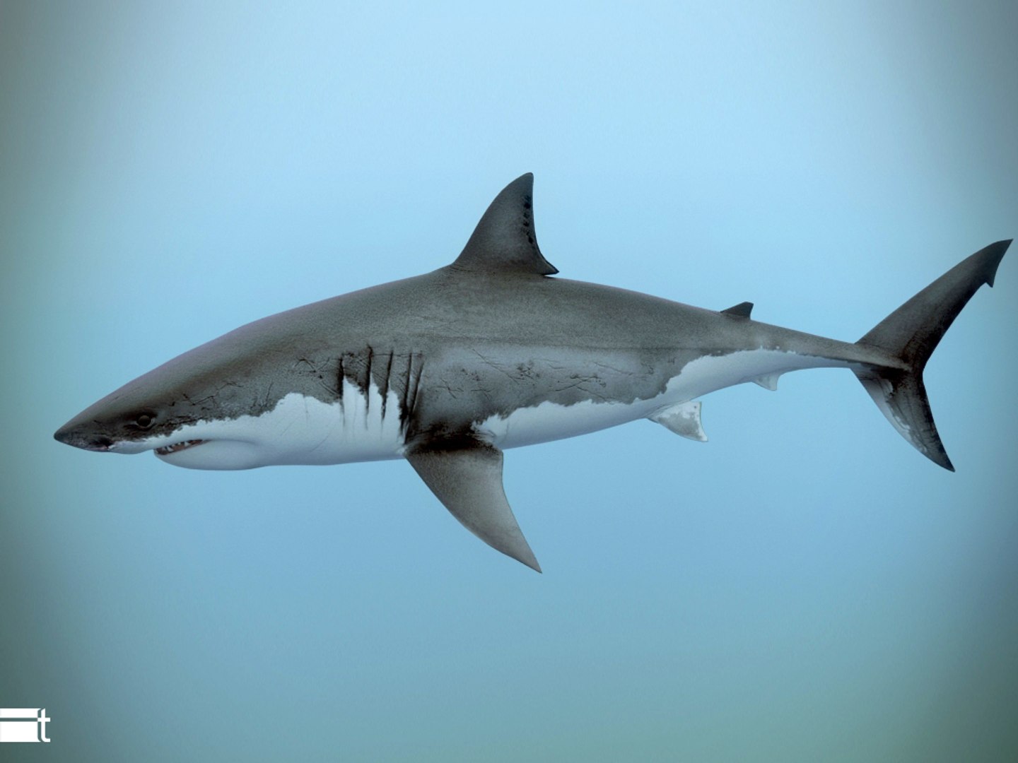 3dsmax Great White