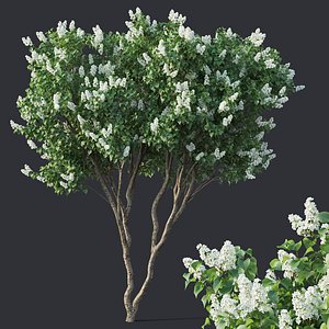 lilac tree model