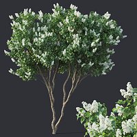 Lilac, Syringa vulgaris # 4 Two trees H390cm