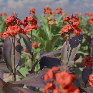 Canna Indica collection 3 variety