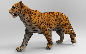 3D Cheeta 14 Animations model
