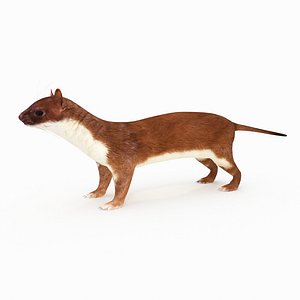 3D model weasel