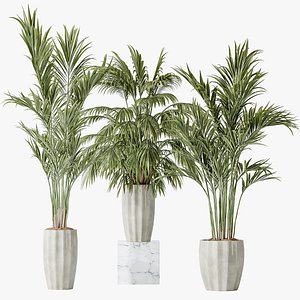 3D AV Indoor plants set 144 Areca Majesty Cat Reed Palm