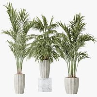 AV Indoor plants set 144 Areca Majesty Cat Reed Palm