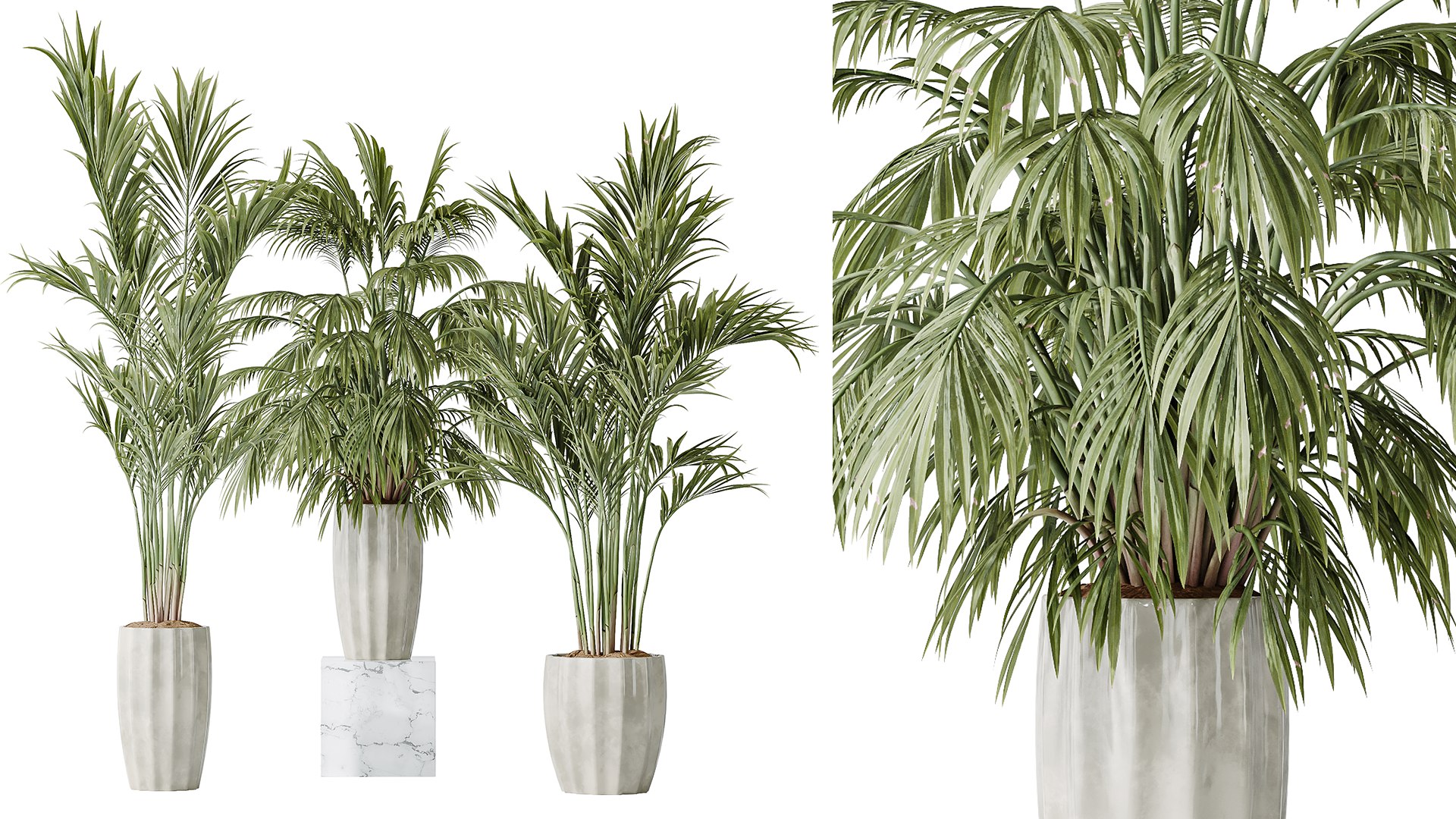 3D AV Indoor Plants Set 144 Areca Majesty Cat Reed Palm - TurboSquid ...