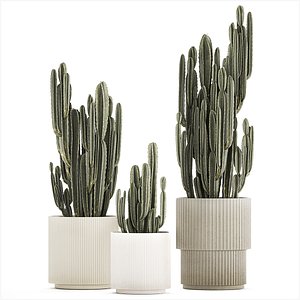 3D model Cereus Cactus In Flower Pots For The Interior 1233