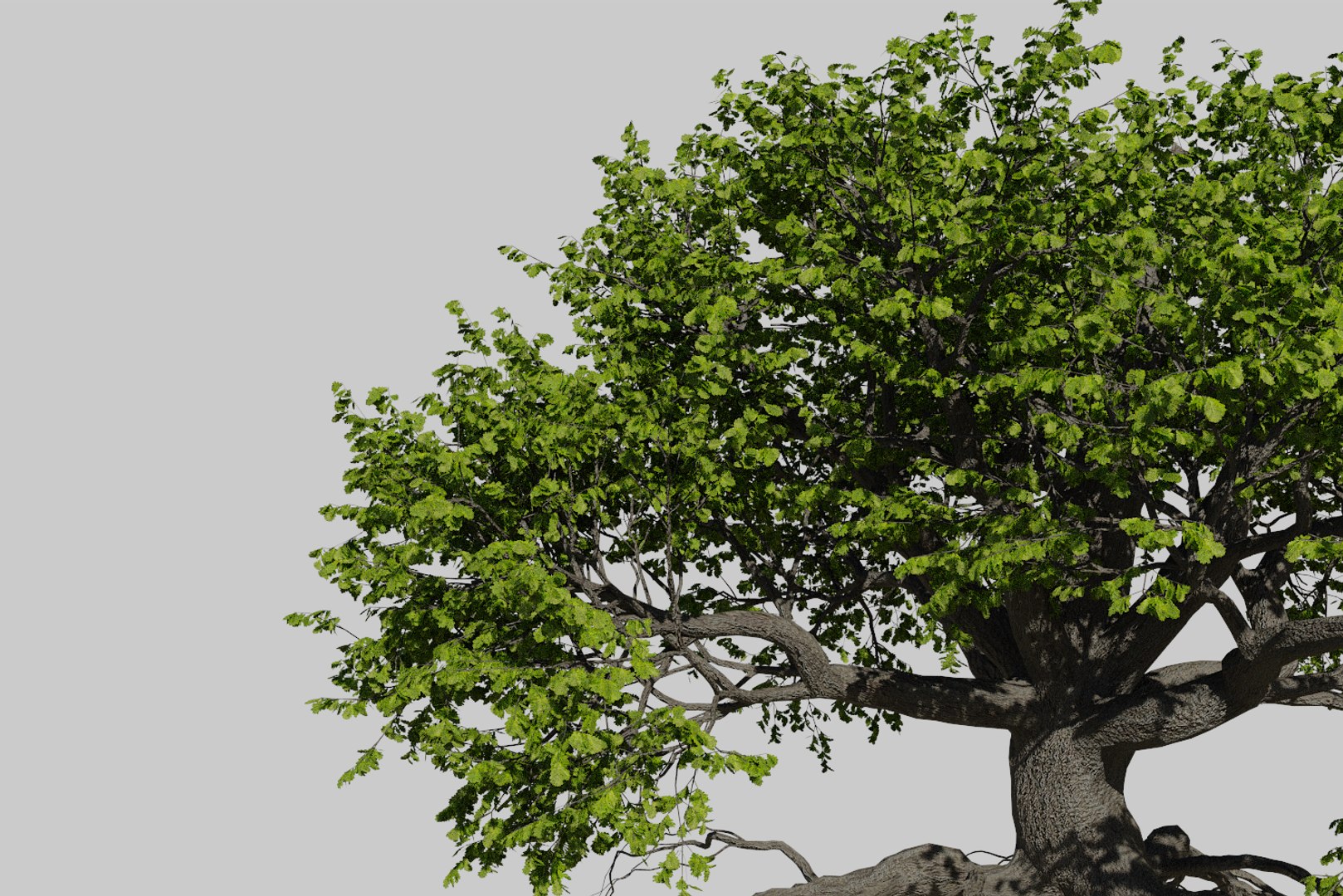 oak summer 5 tree 3D model https://p.turbosquid.com/ts-thumb/6v/fUb1rV/3Anga1sI/render8/png/1550398138/1920x1080/fit_q87/d7628fac6796729c6d94dc0c4c9f1f7869771bbc/render8.jpg