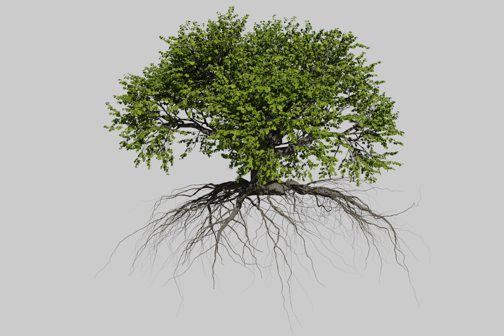 oak summer 5 tree 3D model https://p.turbosquid.com/ts-thumb/6v/fUb1rV/9FWEZsj4/render2/png/1550398138/1920x1080/fit_q87/9b402a53efc308214d8deecb0ddca4af55775463/render2.jpg