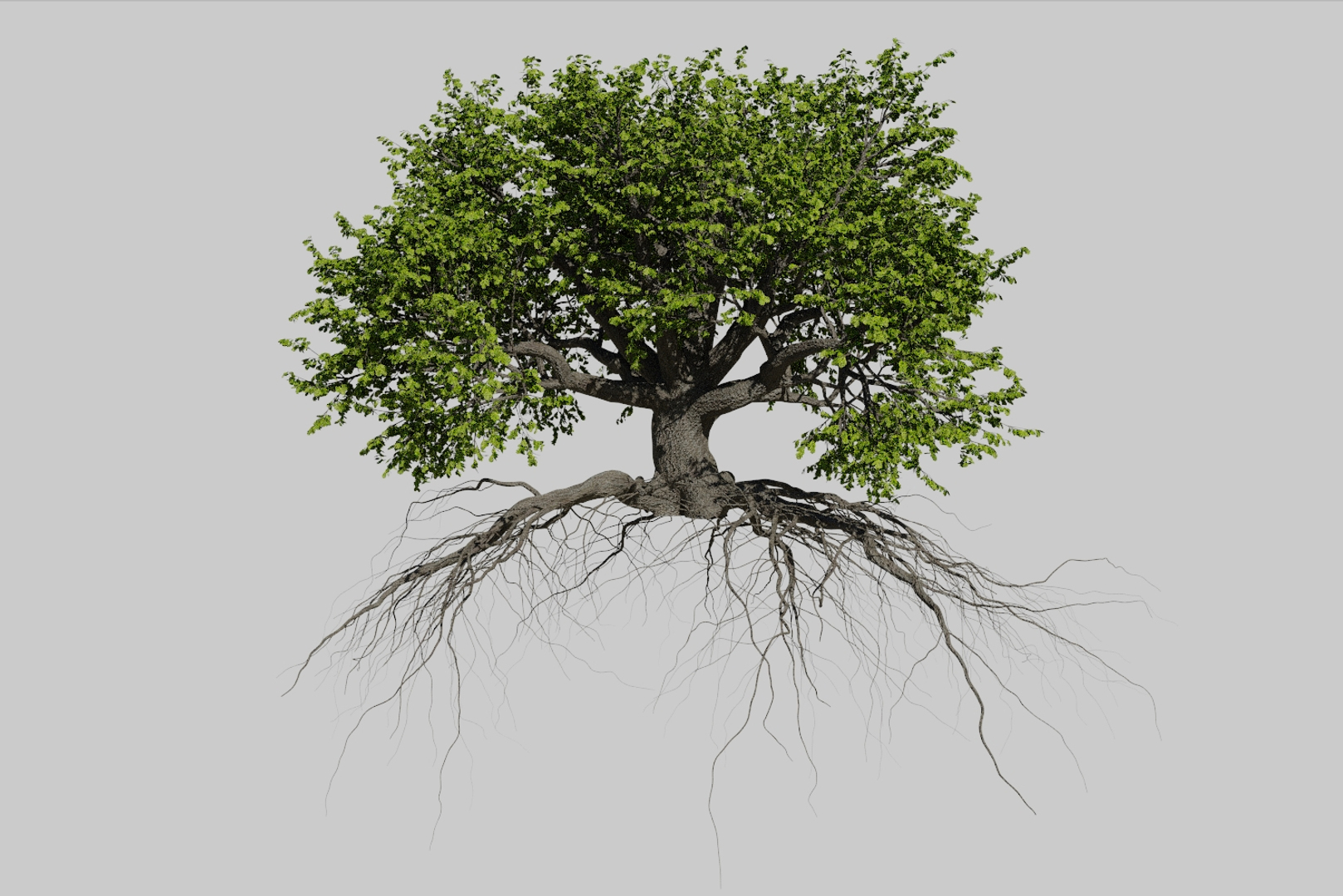 oak summer 5 tree 3D model https://p.turbosquid.com/ts-thumb/6v/fUb1rV/B1DWDgfO/01/jpg/1550398153/1920x1080/turn_fit_q99/078e8704e7ce291951eaa7cb50df0dbb504fc82f/01-1.jpg